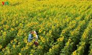 Les tournesols à Dalat